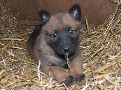 belgian malinois puppies for sale canada
